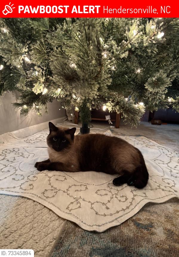 Lost Male Cat last seen On our back porch, Hendersonville, NC 28791