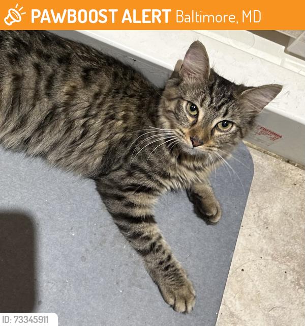 Found/Stray Female Cat last seen Bank st & Eaton, Baltimore, MD 21224