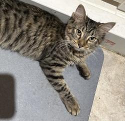 Found/Stray Female Cat last seen Bank st & Eaton, Baltimore, MD 21224