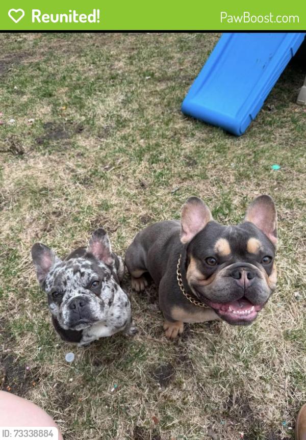 Reunited Unknown Dog last seen Marion road se, Rochester, MN 55904