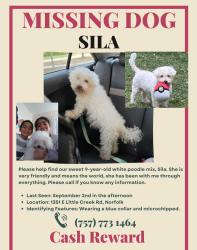 Lost Female Dog last seen Near E Little Creek Rd, Norfolk, VA 23518