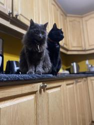 Lost Female Cat last seen Somerset drive Washago Ontario, Severn, ON L0K 2B0