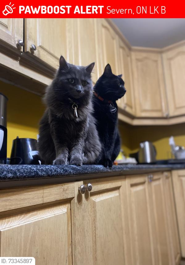 Lost Female Cat last seen Somerset drive Washago Ontario, Severn, ON L0K 2B0