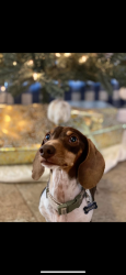 Lost Male Dog last seen Evers rd & rue Francois, Leon Valley, TX 78238