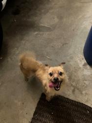 Found/Stray Unknown Dog last seen Lake Nona Court and Royal Dornoch, Raleigh, NC 27604