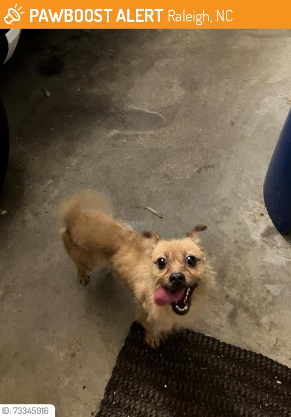 Found/Stray Unknown Dog last seen Lake Nona Court and Royal Dornoch, Raleigh, NC 27604