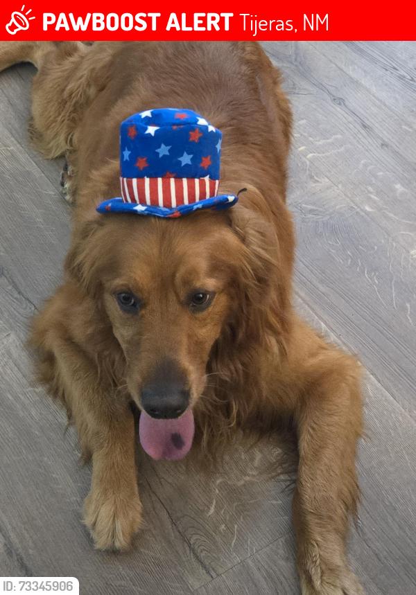 Lost Male Dog last seen Eagle Trail, Tijeras, NM 87059