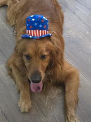 Lost Male Dog last seen Eagle Trail, Tijeras, NM 87059