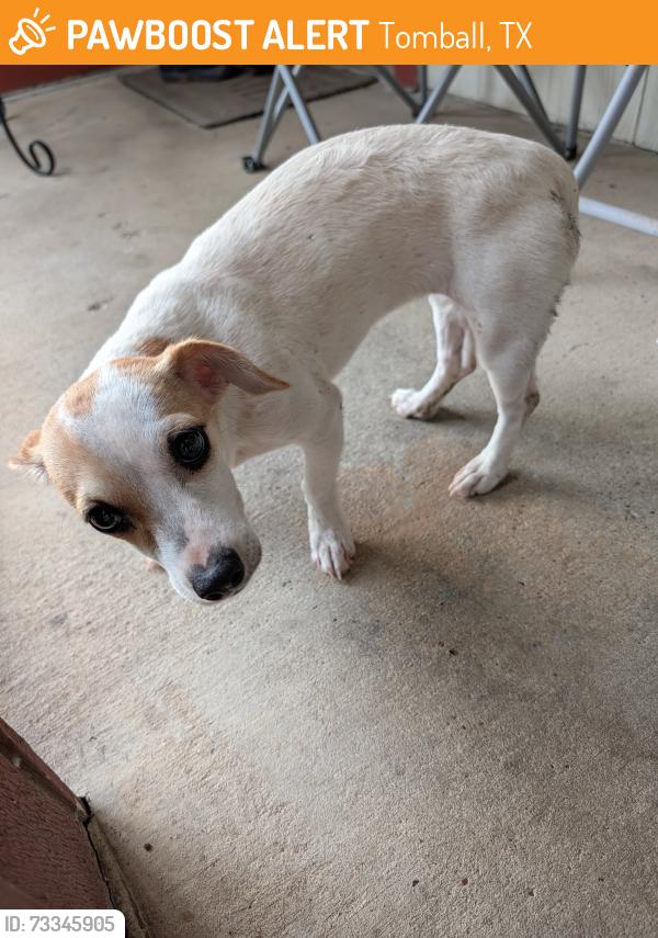 Found/Stray Female Dog last seen Lovett St, Tomball, TX 77375