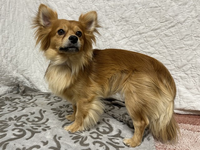 Shelter Stray Male Dog last seen , 38550 Sierra Hwy, Palmdale, CA 93550, USA