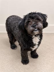 Shelter Stray Male Dog last seen , 38550 Sierra Hwy, Palmdale, CA 93550, USA