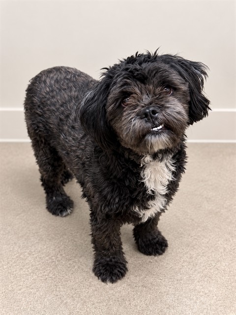 Shelter Stray Male Dog last seen , 38550 Sierra Hwy, Palmdale, CA 93550, USA