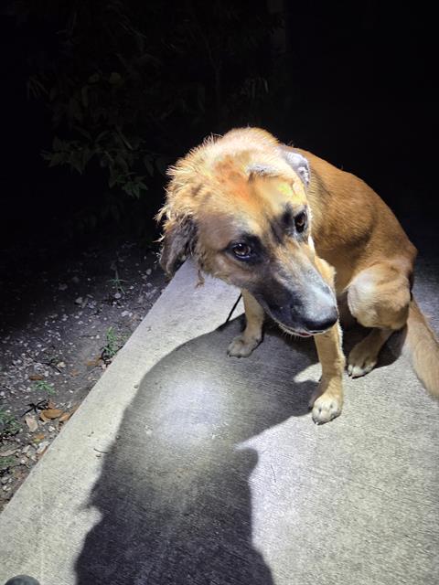 Shelter Stray Male Dog last seen Near BLOCK VILLAGE TAIL DR, 4710 TX-151, San Antonio, TX 78227, USA