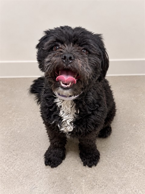 Shelter Stray Female Dog last seen , 38550 Sierra Hwy, Palmdale, CA 93550, USA