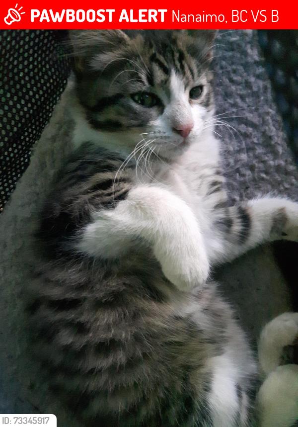 Lost Female Cat last seen Northfield rd, Nanaimo, BC V9S 0B2