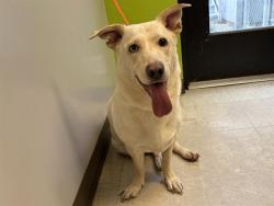 Shelter Stray Female Dog last seen Near BLOCK LEARY WAY, REDMOND WA 98052, 21615 64th Ave S, Kent, WA 98032, USA