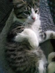 Lost Female Cat last seen Northfield rd, Nanaimo, BC V9S 0B2