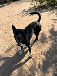 Reunited Female Dog last seen Greenway Off Leash Park, Denver CO, Denver, CO 80238