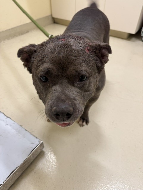 Shelter Stray Female Dog last seen LOS CERRITOS PARK, 1950 Stevenson Blvd, Fremont, CA 94538, USA
