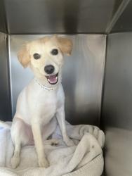 Shelter Stray Female Dog last seen FILLMORE ST /MAGNOLIA AVE, RIVERSIDE, CA 92505, 6851 Van Buren Boulevard, Jurupa Valley, CA 92509, USA