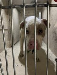 Shelter Stray Male Dog last seen Near, 2600 S Harding St, Indianapolis, IN 46221, USA