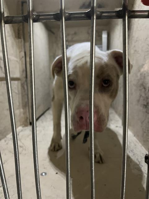 Shelter Stray Male Dog last seen Near, 2600 S Harding St, Indianapolis, IN 46221, USA