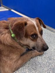 Shelter Stray Male Dog last seen , 4000 N Silverbell Rd, Tucson, AZ 85745, USA