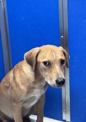 Shelter Stray Male Dog last seen , 4000 N Silverbell Rd, Tucson, AZ 85745, USA