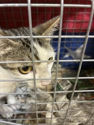Shelter Stray Female Cat last seen , 957 N Gaffey St, San Pedro, CA 90731, USA