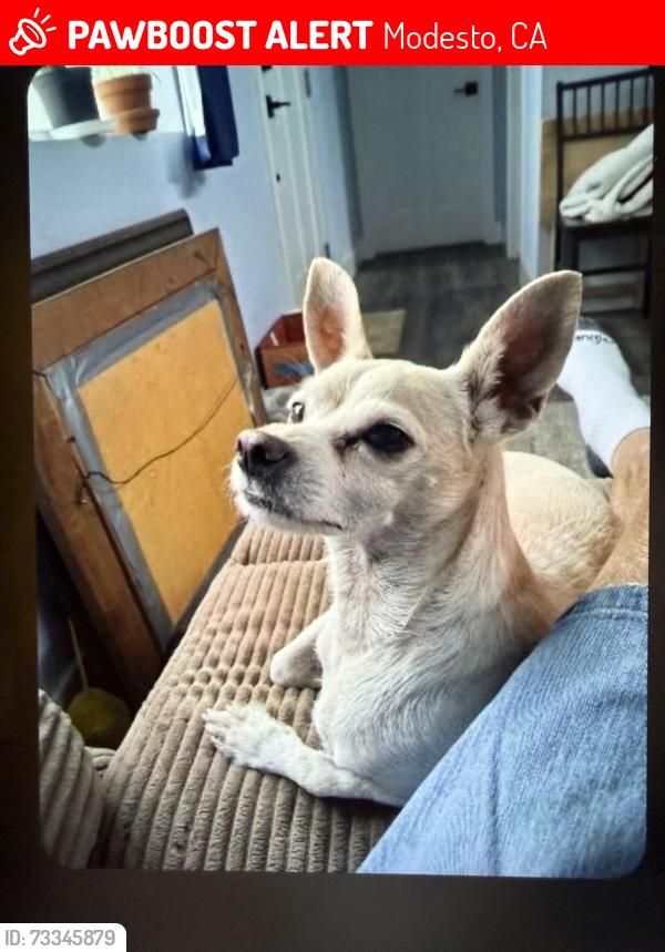 Lost Male Dog last seen Morrow Rd and Bangs, Modesto, CA 95356