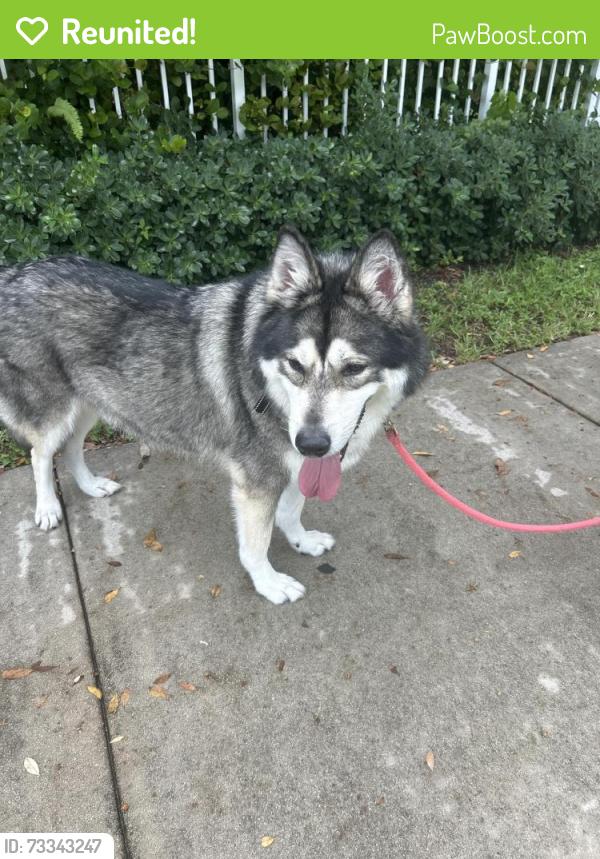 Reunited Male Dog last seen SW 15th St & SW 4th Ave, Fort Lauderdale, FL 33312