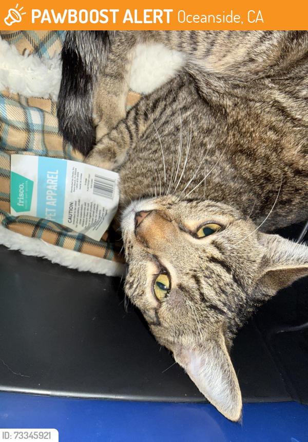 Found/Stray Female Cat last seen Near El Camino High, Oceanside, CA 92057