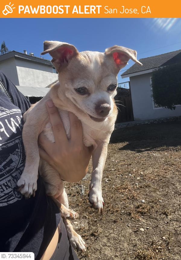 Found/Stray Male Dog last seen Herlong Ave, San Jose, CA 95123
