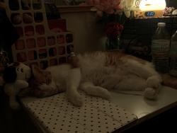 Lost Female Cat last seen Villa Royale, Camino Royale, Valley High, Franklin Blvd, Sacramento, CA 95823
