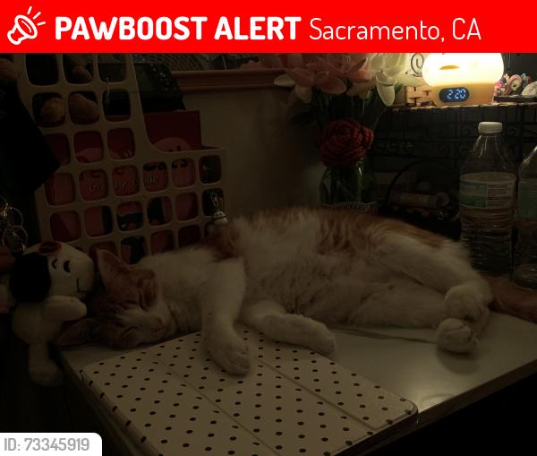 Lost Female Cat last seen Villa Royale, Camino Royale, Valley High, Franklin Blvd, Sacramento, CA 95823