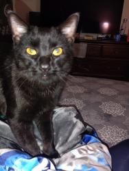 Reunited Male Cat last seen Tava waters 9201 e Mississippi ave, Denver, CO 80247