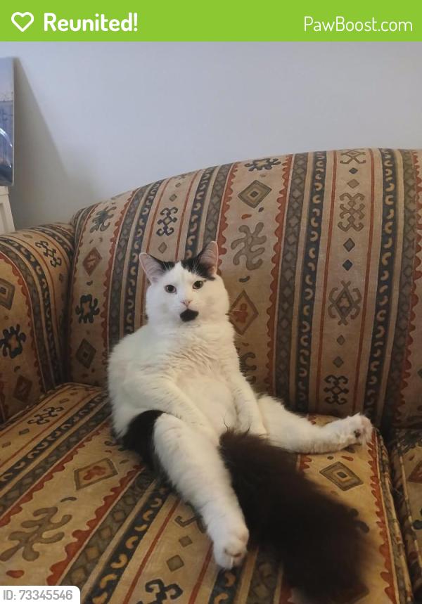 Reunited Male Cat last seen darlington and goyer, Montréal, QC H3S 1H3