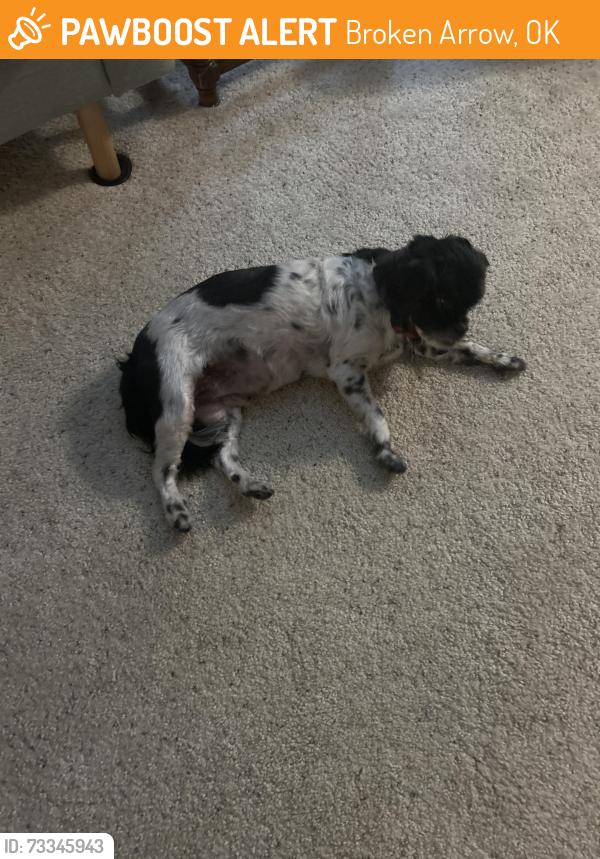 Found/Stray Male Dog last seen Manor Indian Springs, Broken Arrow, OK 74011