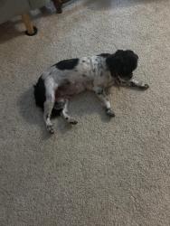 Found/Stray Male Dog last seen Manor Indian Springs, Broken Arrow, OK 74011