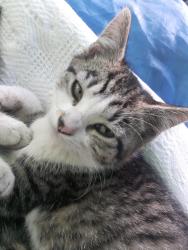 Lost Female Cat last seen Northfield rd, Nanaimo, BC V9S 0B2