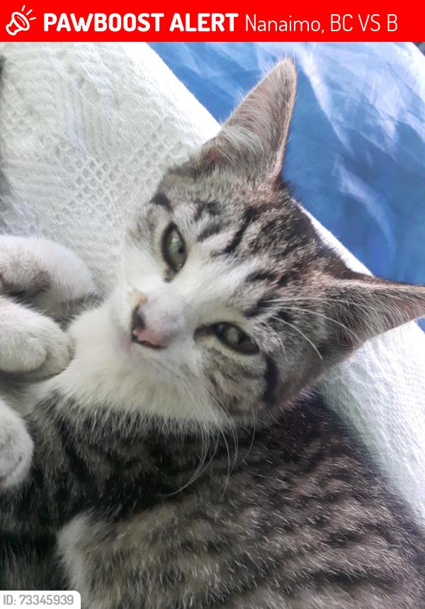 Lost Female Cat last seen Northfield rd, Nanaimo, BC V9S 0B2
