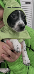 Lost Female Dog last seen Cape valley and Horal, San Antonio, TX 78227
