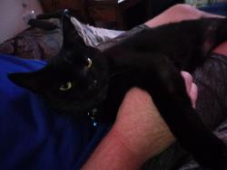 Lost Female Cat last seen Cliffshire and McKinley, Corona, CA 92879