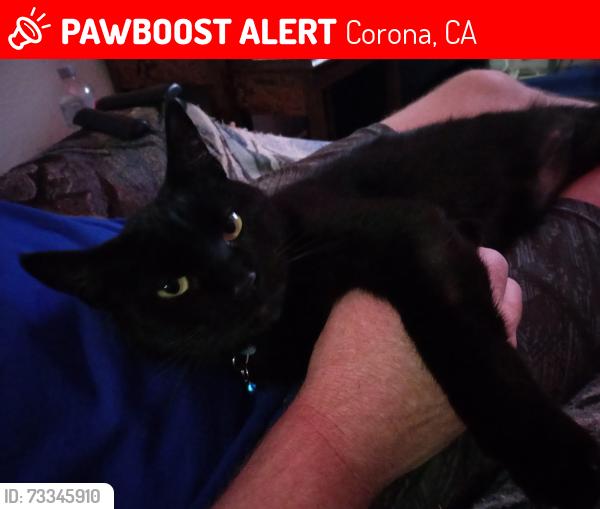 Lost Female Cat last seen Cliffshire and McKinley, Corona, CA 92879