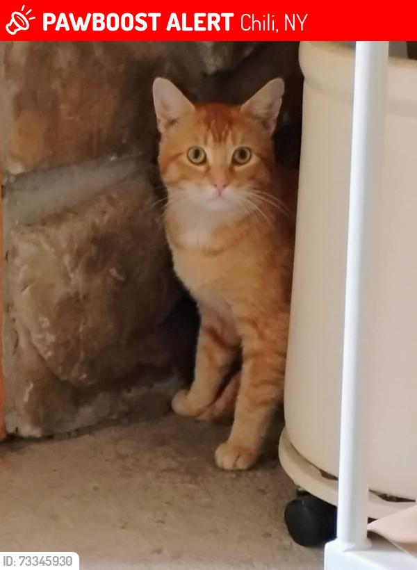 Lost Male Cat last seen Archer Rd and Chili Ave, Chili, NY 14624