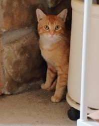 Lost Male Cat last seen Archer Rd and Chili Ave, Chili, NY 14624