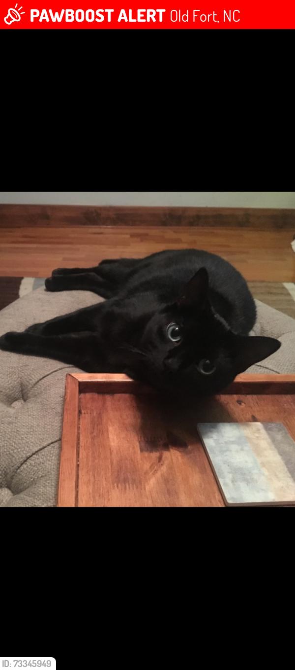 Lost Male Cat last seen Pine cove rd, Old Fort, NC 28762