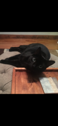 Lost Male Cat last seen Pine cove rd, Old Fort, NC 28762