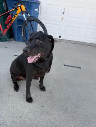 Found/Stray Female Dog last seen Country creek subdivision, Corpus Christi, TX 78413
