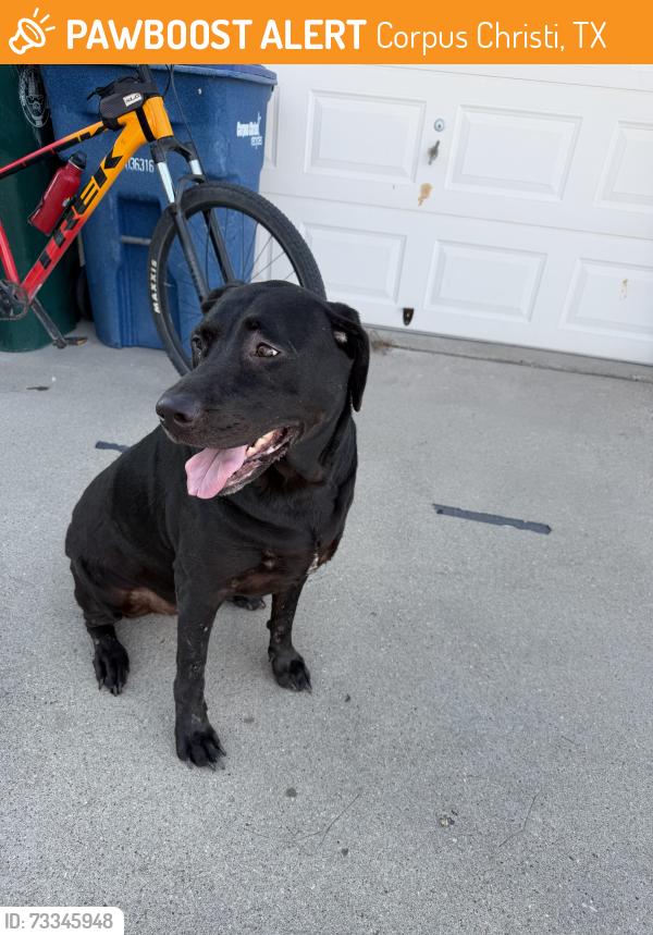 Found/Stray Female Dog last seen Country creek subdivision, Corpus Christi, TX 78413